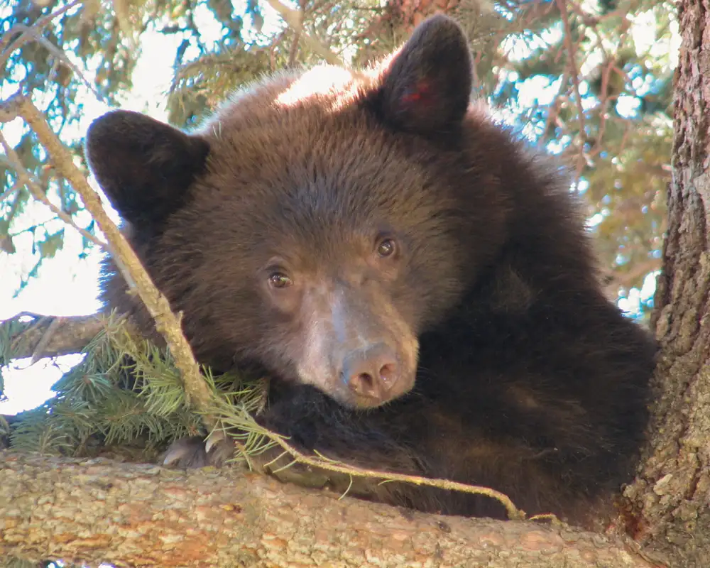 Black Bear in tree near Durango, CO